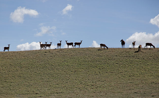 Deer farming: a big export business in New Zealand Deer farming: a big export business in New Zealand