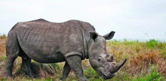 ‘Conservation efforts of private rhino owners ignored’