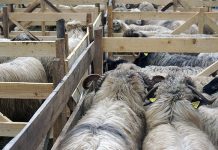 Romanian live sheep exports continuing despite EU warnings
