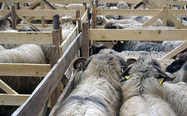 Romanian live sheep exports continuing despite EU warnings