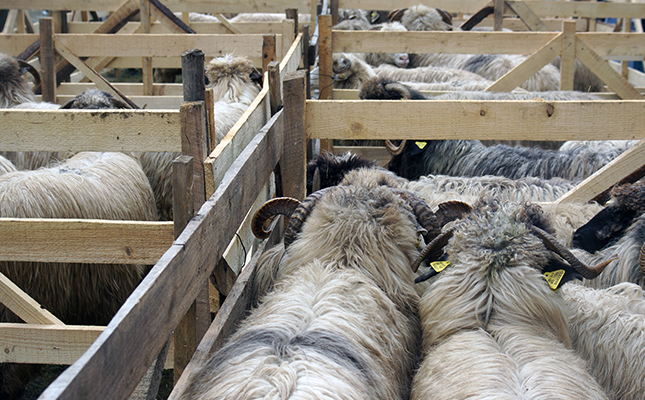 Romanian live sheep exports continuing despite EU warnings Romanian live sheep exports continuing despite EU warnings