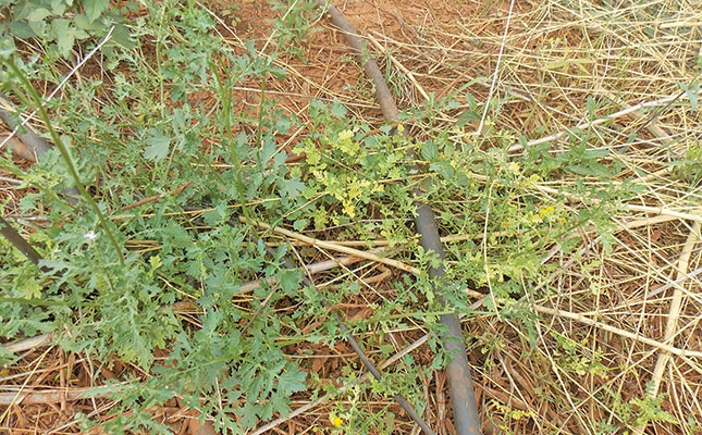 How to reduce the risk of viruses in capsicums How to reduce the risk of viruses in capsicums