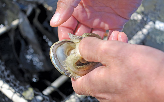 West Coast abalone farm doubles in size, thanks to demand
