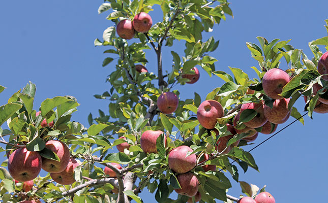 A century of perfecting apple growing in the Langkloof A century of perfecting apple growing in the Langkloof