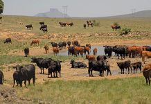 brangus-cattle