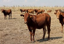 cattle farming