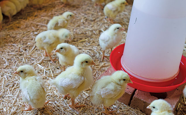 How to make a living running a small-scale broiler operation
