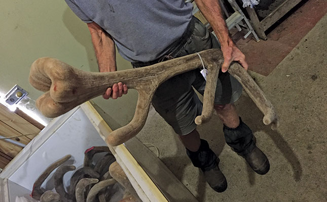 deer antlers