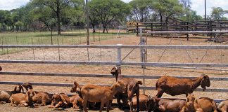 kalahari red goats
