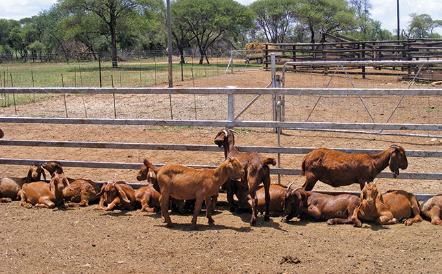 Learn about the Kalahari Red goat breed