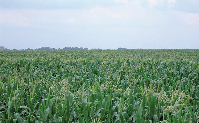 maize field