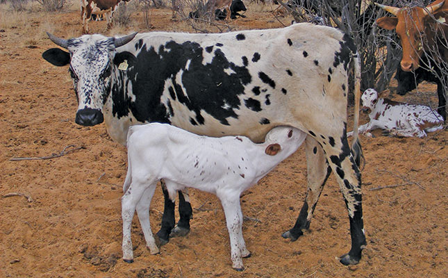 Indigenous crossbreeding improves cows’ longevity Indigenous crossbreeding improves cows’ longevity