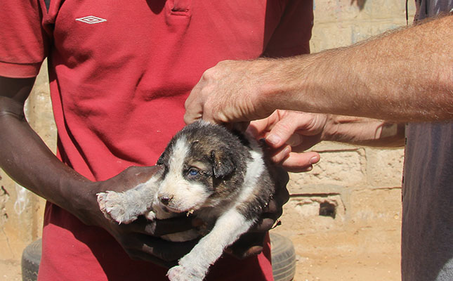 Pet owners urged to vaccinate against rabies Pet owners urged to vaccinate against rabies