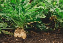 Dry weather puts pressure on EU’s sugar beet harvest