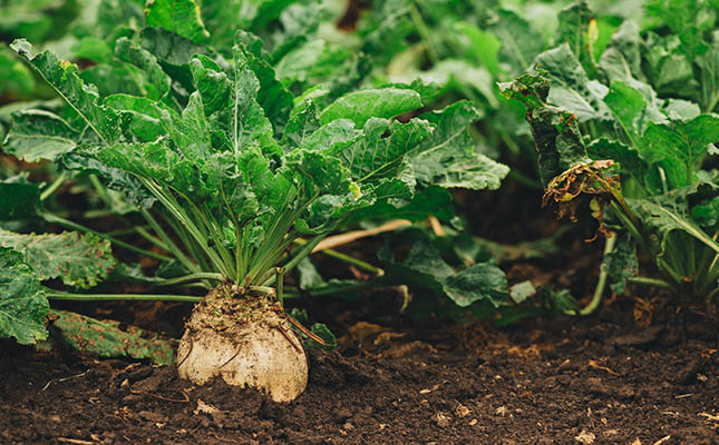 Dry weather puts pressure on EU’s sugar beet harvest