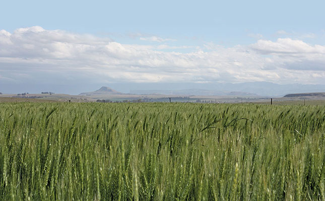 Southern Cape urgently needs follow-up rain – Grain SA Southern Cape urgently needs follow-up rain – Grain SA