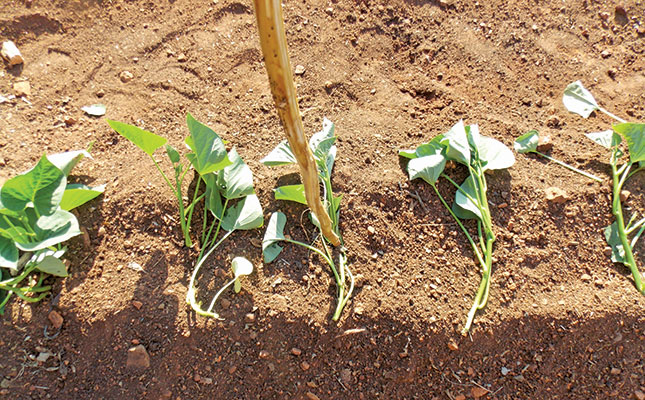 A beginner’s guide to planting sweet potatoes A beginner’s guide to planting sweet potatoes