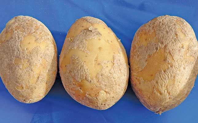 Seed potato farmers warned about devastating potato disease Seed potato farmers warned about devastating potato disease