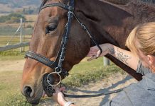 Bridles: ensuring the right fit