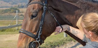 Bridles: ensuring the right fit