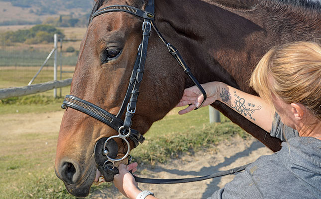 How to properly fit a bridle on your horse and donkey