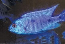 Lake Malawi cichlid fish species