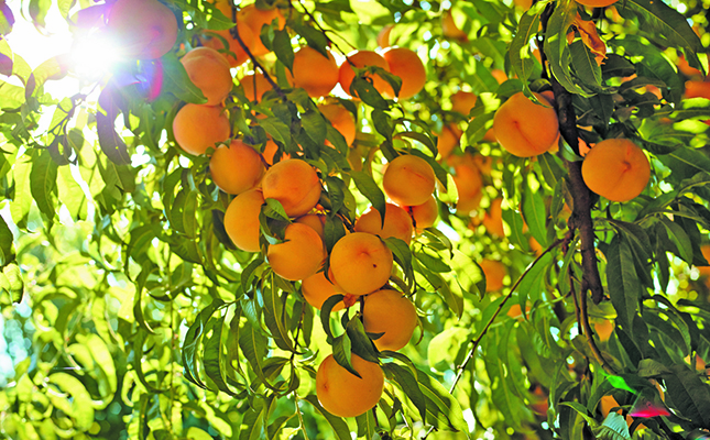 Greek peach producers in despair about new US tariffs Greek peach producers in despair about new US tariffs