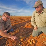 Potato marketer at the agribusiness GWK, Johann Botes (left), and producer Gerhard Bruwer discuss the quality of Lanorma potatoes due to be harvested soon.
