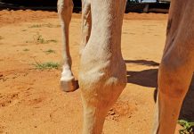 sever swelling on horse's knee