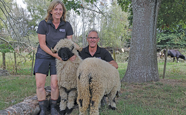 Valais Black Nose sheep: adorable, delicious and lucrative Valais Black Nose sheep: adorable, delicious and lucrative
