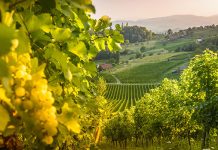 Warming climate puts trendy Austrian wine at risk