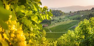 Warming climate puts trendy Austrian wine at risk