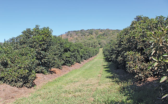 avocado trees