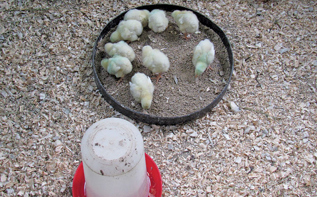 chicks