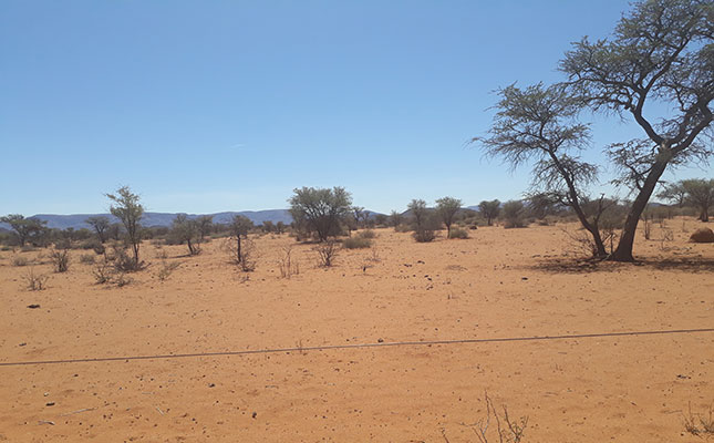 Crippling livestock losses due to Namibian drought – reports