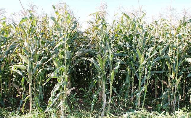 Didiza refuses local triple-stacked GM maize seed release