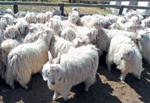 ‘Struggle’ continues for Lesotho wool and mohair producers