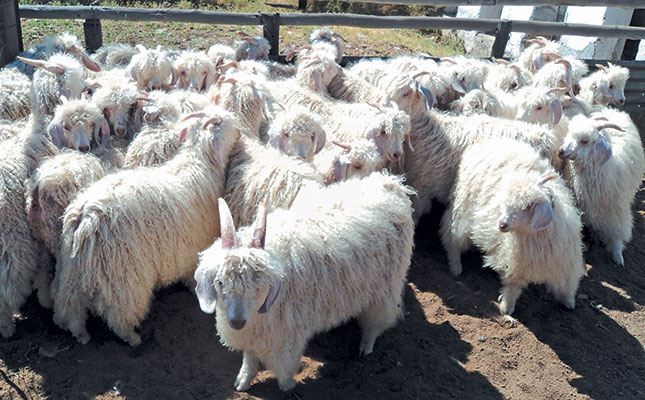 ‘Struggle’ continues for Lesotho wool and mohair producers