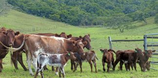 Shorthorn cows with calves