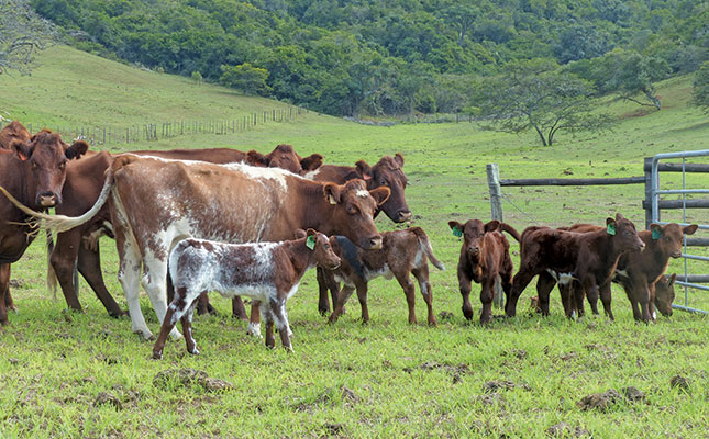 Reviving the South African Beef Shorthorn