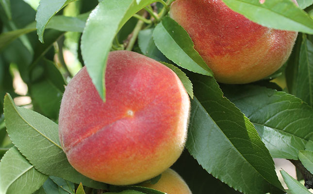 Stone fruit production set to increase, despite drought