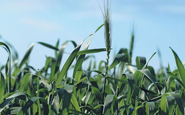 Load-shedding poses threat to irrigated crops in central SA Load-shedding poses threat to irrigated crops in central SA