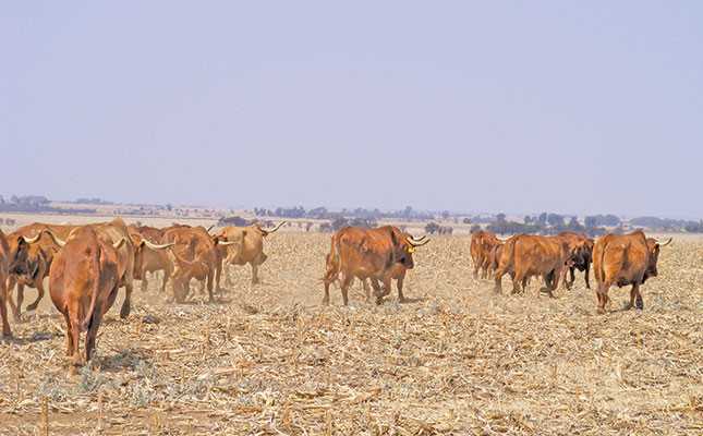 Feeding cattle during and after a drought