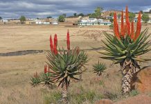 Aloe forex flowering