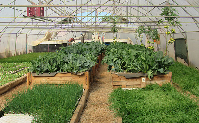 Scaling up aquaponics Scaling up aquaponics