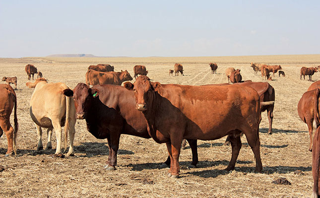 New foot-and-mouth disease case confirmed in Limpopo New foot-and-mouth disease case confirmed in Limpopo