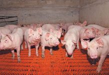 Illegal vaccines compound China’s African swine fever crisis