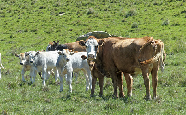 Romagnolas add their weight to beef crossbreeding programmes