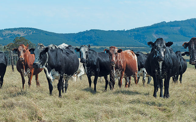 Nguni cows