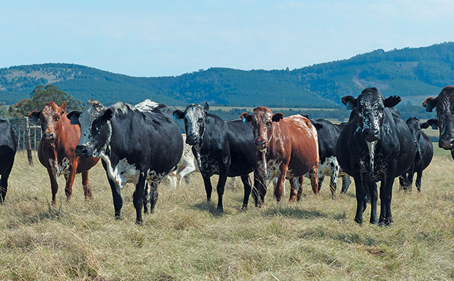 Harnessing the traits of the resilient Nguni Harnessing the traits of the resilient Nguni